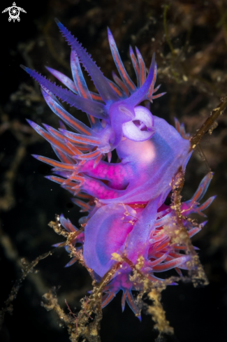 A Flabellina affinis | Pink flabellina nudibranch