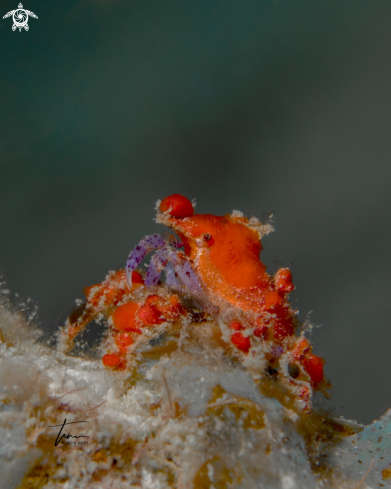 A Pelia mutica | Teardrop Crab