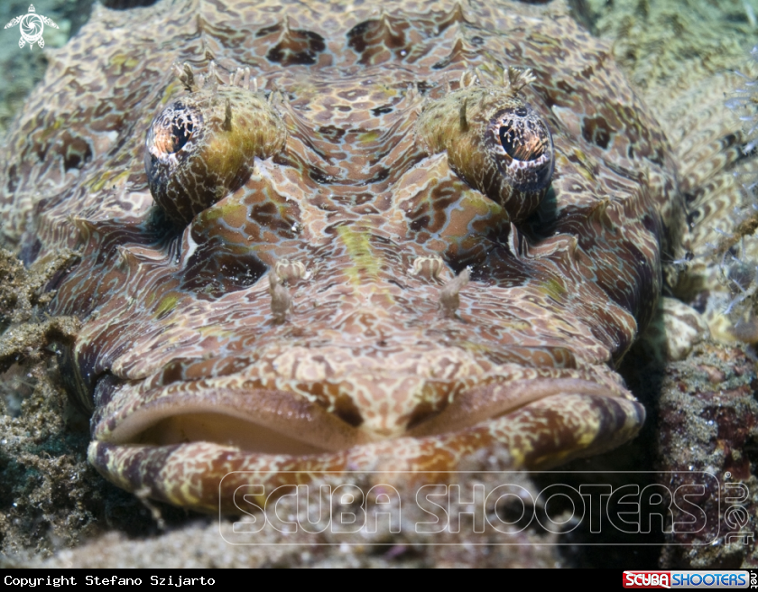 A Crocodile Fish