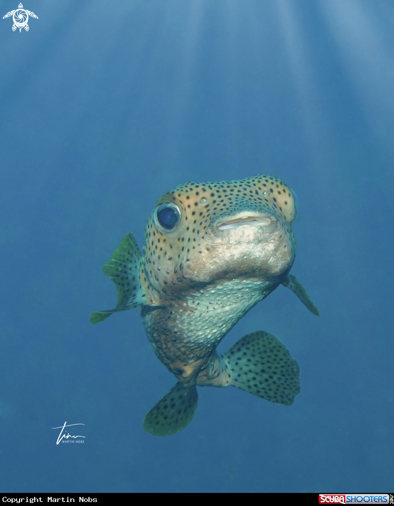 A Spot-fin Porcupinefish