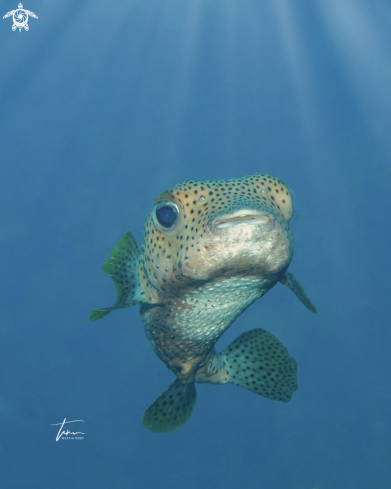 A Spot-fin Porcupinefish