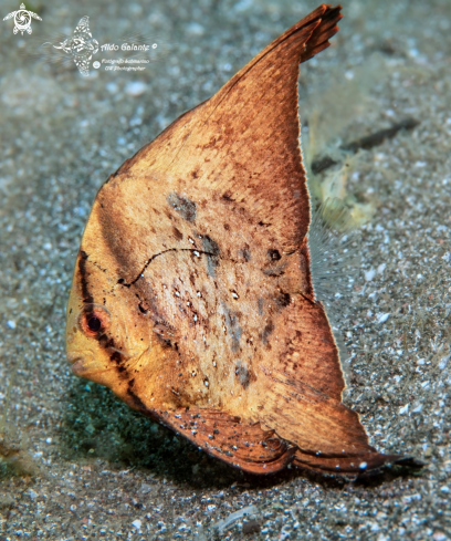 A Orbicular Bat Fish