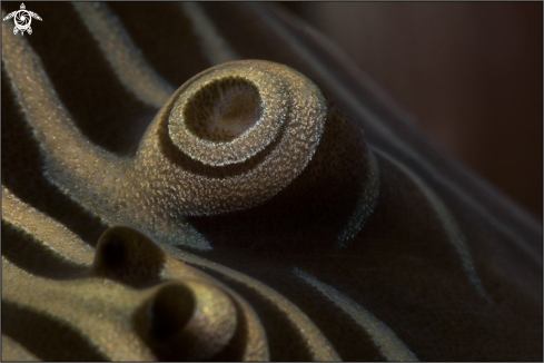 A Tridacna maxima  | Small giant clam ( detail )
