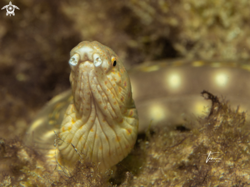 A Myrichthys breviceps | Sharptail Snake eel