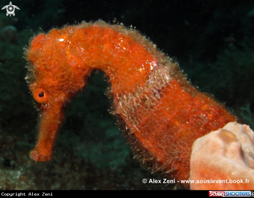 A long nose seahorse