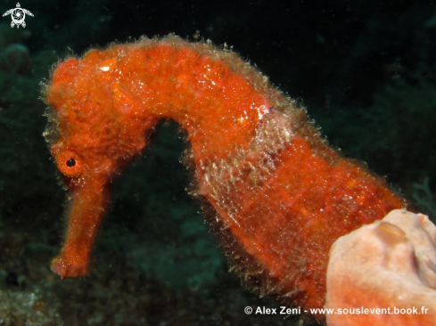 A long nose seahorse