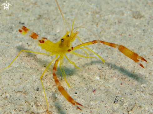 A Golden Coralshrimp