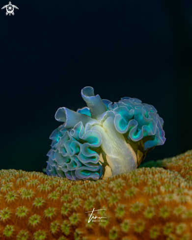 Lettuce sea slug