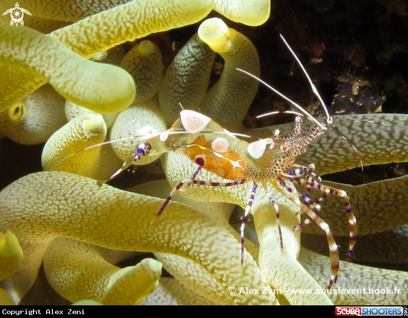 A yukatan shrimp