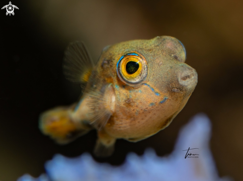 A Sharpnose Pufferfish