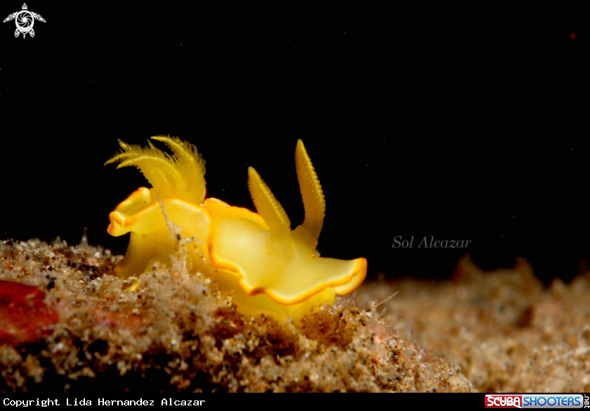 A yellow nudibranch