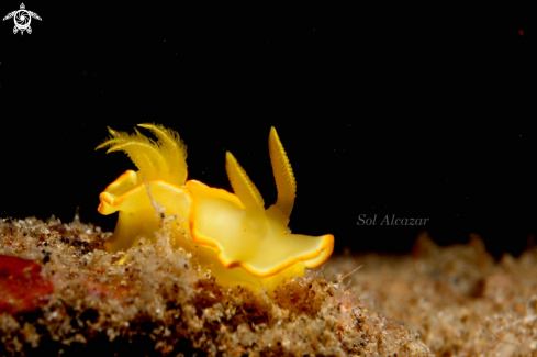 A Noumea Crocea | yellow nudibranch