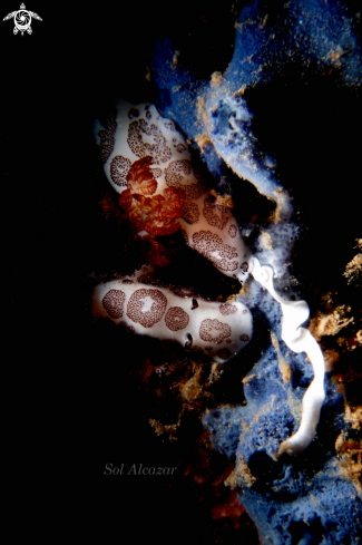 A Jorunna funebris | nudibranch