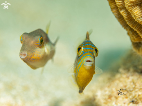 A Canthigaster rostrata / Balistes vetula | Sharpnose Pufferfish / Queen Triggerfish