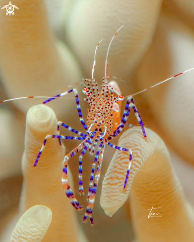 A Periclimenes yucatanicus | Yucatan cleaner shrimp