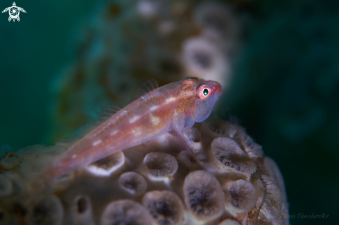 GOBY