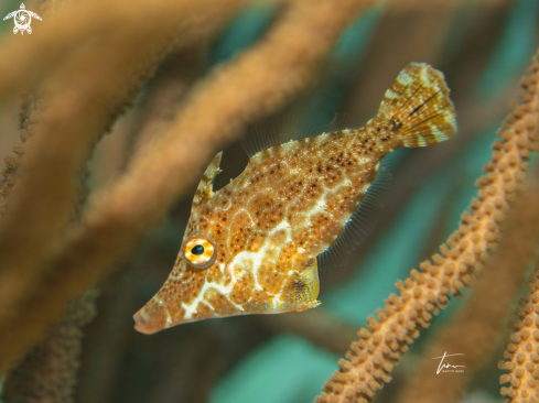 A Monacanthus tuckeri | Slender Filefish