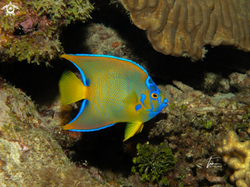A Holacanthus ciliaris | Queen Angelfish