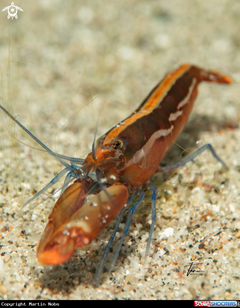 A Snapping shrimp