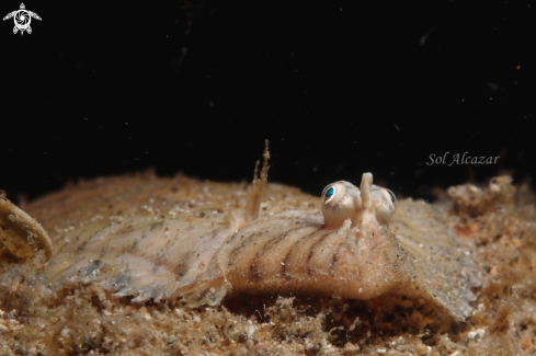 A Paralichthys lethostigma | Flounder fish
