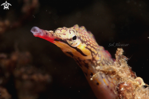 A Syngnathoides biaculeatus. | pipefish