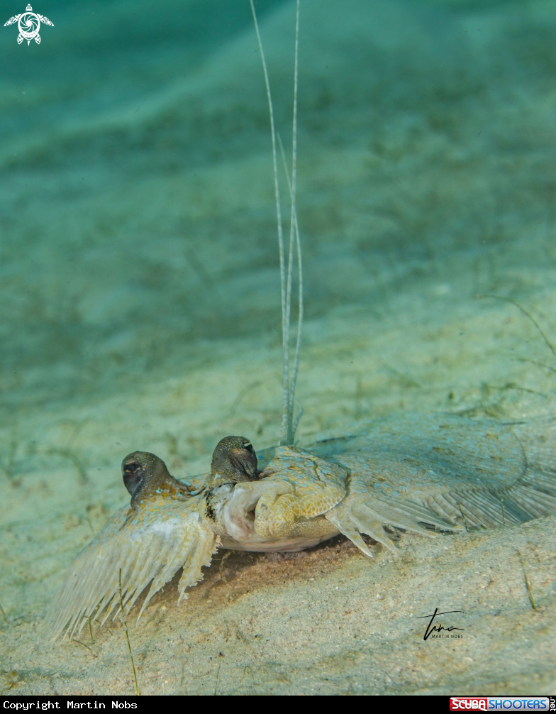 A Peacock Flounder