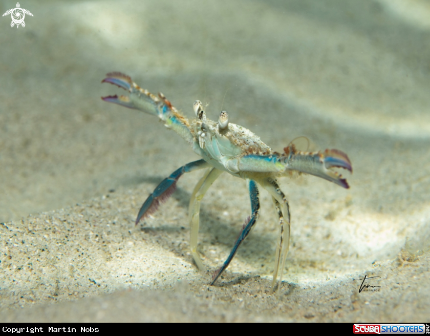 A Blue swimming crab