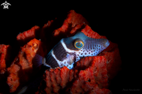A Canthigaster valentini | FISH