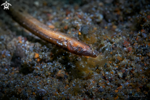A Phoxocampus tetrophthalmus | PIPEFISH