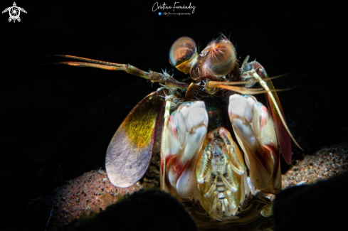A Odontodactylus cultrifer  | Mantis shrimp
