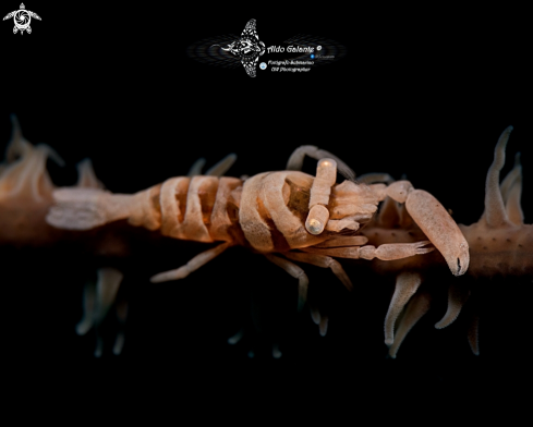 A Pontonides ankeri (Marin, 2007) | Anker's Whip Coral Shrimp 