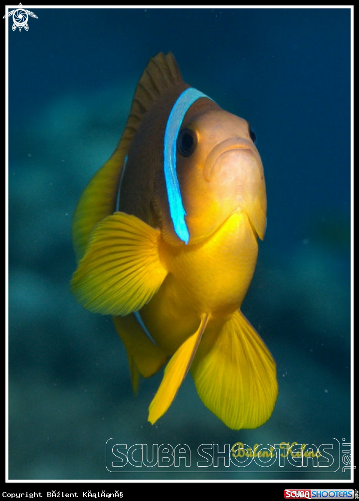 A Anemon Fish