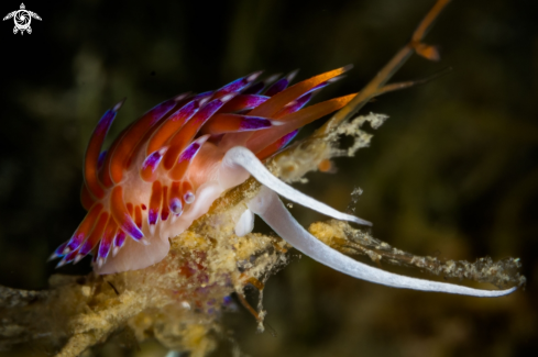 A Cratena peregrina nudibranch | Cratena nudibranch 