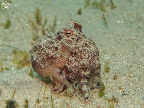 A Amphioctopus burryi | Brownstripe Octopus