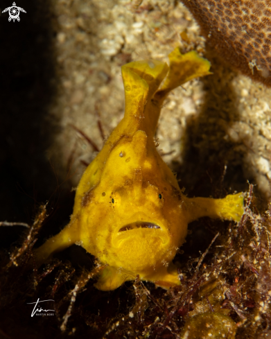 A Antennarius multiocellatus | Frogfish