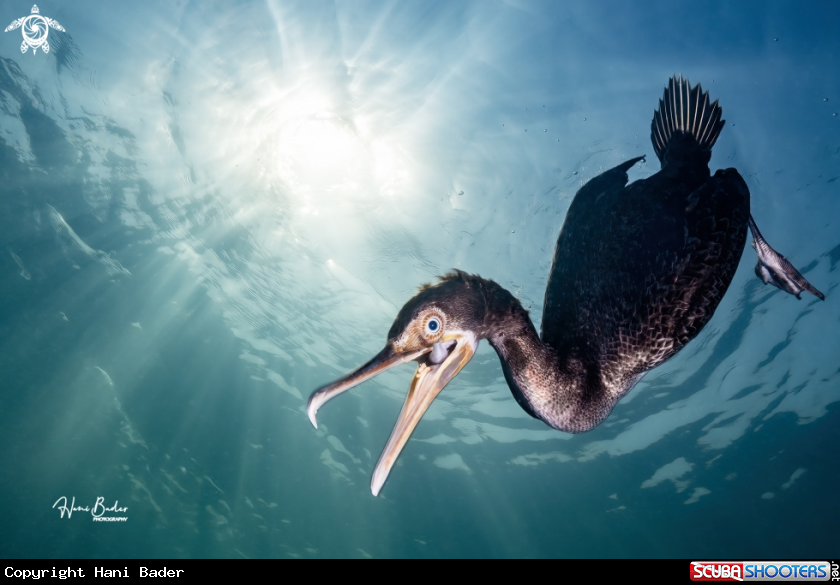 A Socotra cormorant is among the most skilled fish-catching birds in Bahrain and Arabian Gulf. It dives more than 10 m chasing fish underwater.