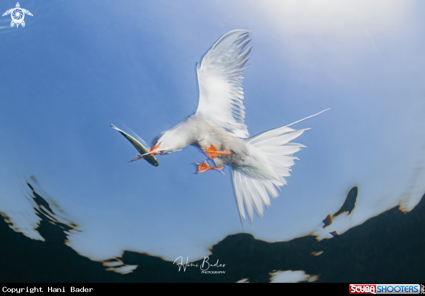 A White-cheeked tern