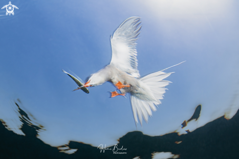 A White-cheeked tern