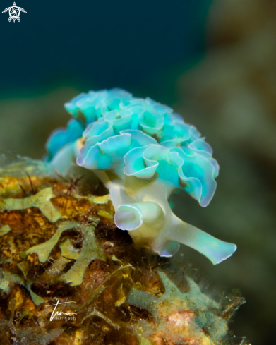 A Elysia crispata | Lettuce sea slug