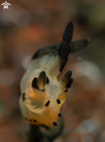 A Thecacera Sea Slug