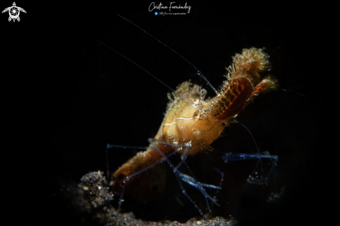 A  Leander plumosus  | Donald the duck shrimp 