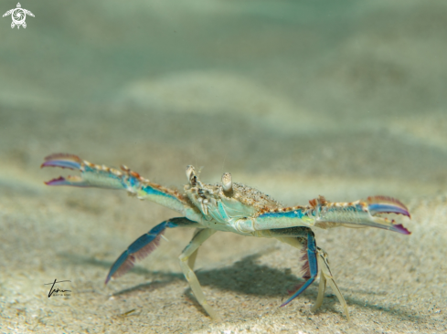A Flatface swimming crab