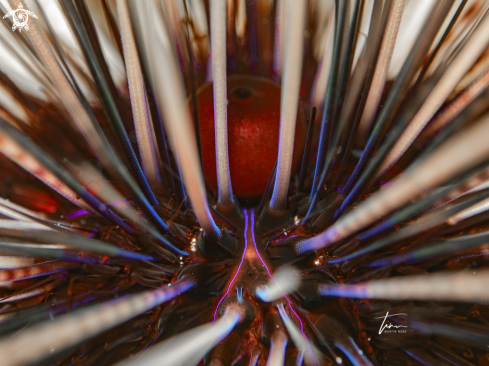 A Diadema antillarum | Longspine sea urchin