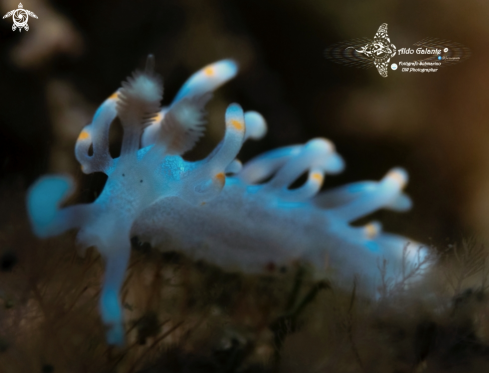 A  Aeolid Nudibranch (15 mm/0.59 Inch)