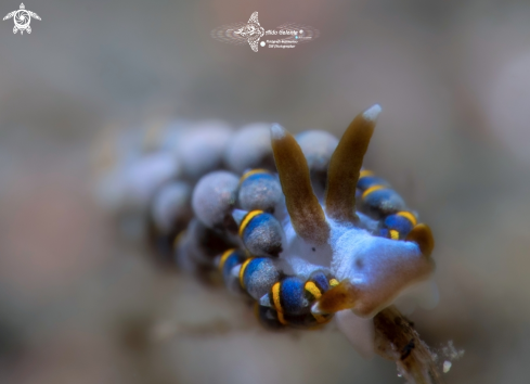 A Trinchesia sp. | Trinchesia Sea Slug