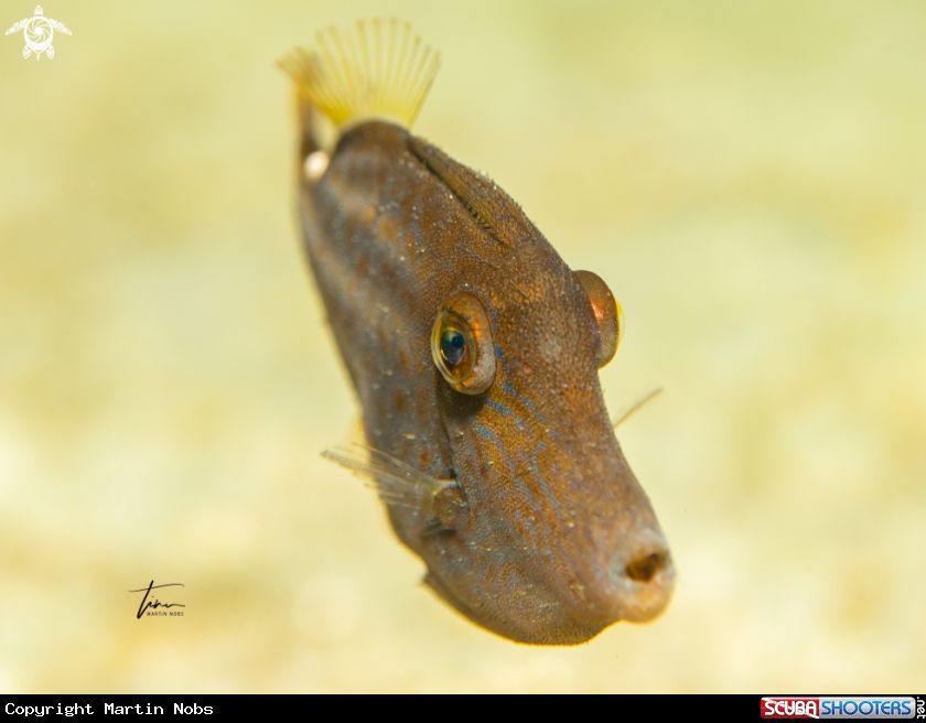 A Orange spotted filefish