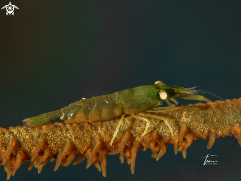 A Pseudopontonides principis | Wirecoral shrimp
