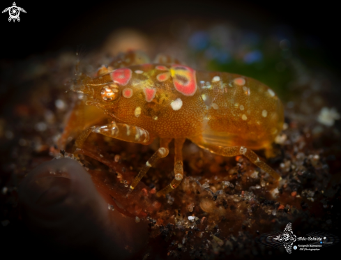 A Ascidian Shrimp - Turnicate Hiding Shrimp