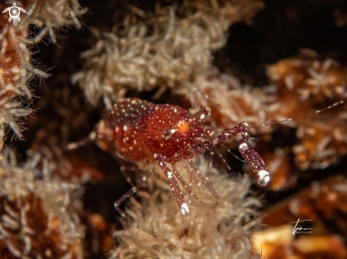 A Periclimenes harringtoni | Whitefoot shrimp