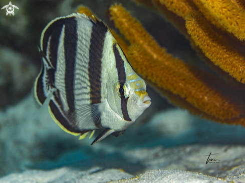 A Chaetodon striatus | Banded Butterflyfish